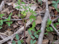 Taenidia integerrima