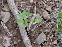 Taenidia integerrima