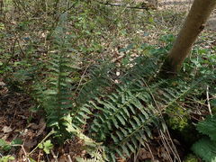 Polystichum aculeatum