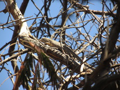 Polychrus acutirostris