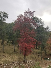 Acer glabrum