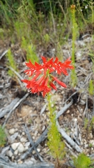 Ipomopsis rubra
