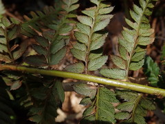 Polystichum aculeatum