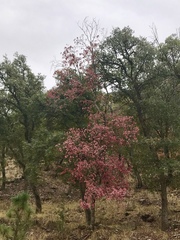 Acer glabrum
