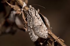 Semioscopis avellanella
