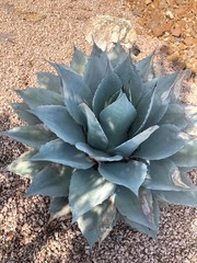 Agave ovatifolia
