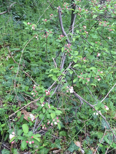 Image of Malus hupehensis by no rights reserved
