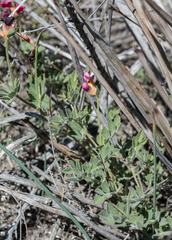 Acmispon grandiflorus