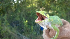 Polychrus marmoratus