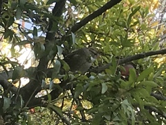 Zonotrichia leucophrys