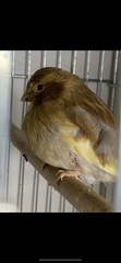 Serinus