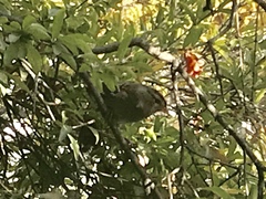 Zonotrichia leucophrys