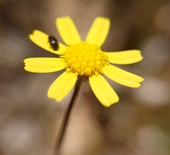 Jacobaea minuta