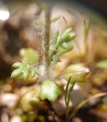 Jacobaea minuta