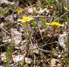 Jacobaea minuta