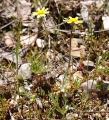 Jacobaea minuta
