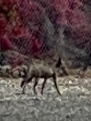 Canis latrans