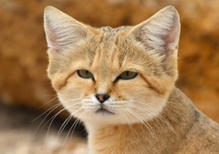 Sand Cat photo 5