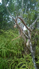 Chironius flavolineatus