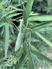 Stagmatoptera hyaloptera