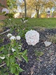 Viburnum carlcephalum