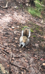 Sciurus carolinensis
