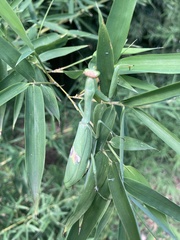 Stagmatoptera hyaloptera