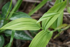 Polygonatum biflorum
