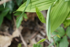 Polygonatum biflorum