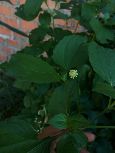 Acmella ciliata iNat (1)