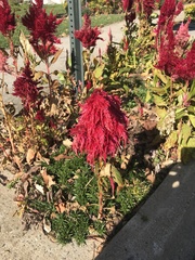 Celosia argentea plumosa