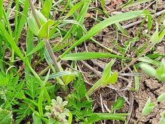 Cerastium perfoliatum
