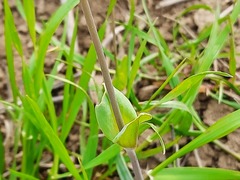 Cerastium perfoliatum