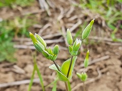 Cerastium perfoliatum