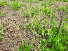 Cerastium perfoliatum