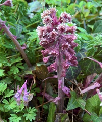 Petasites hybridus