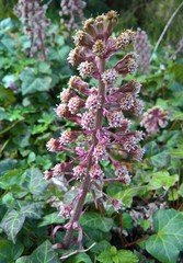Petasites hybridus