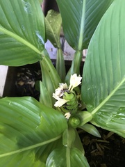 Goeppertia singularis