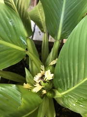 Goeppertia singularis