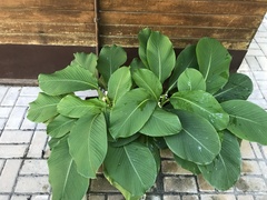 Goeppertia singularis