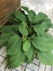 Goeppertia singularis