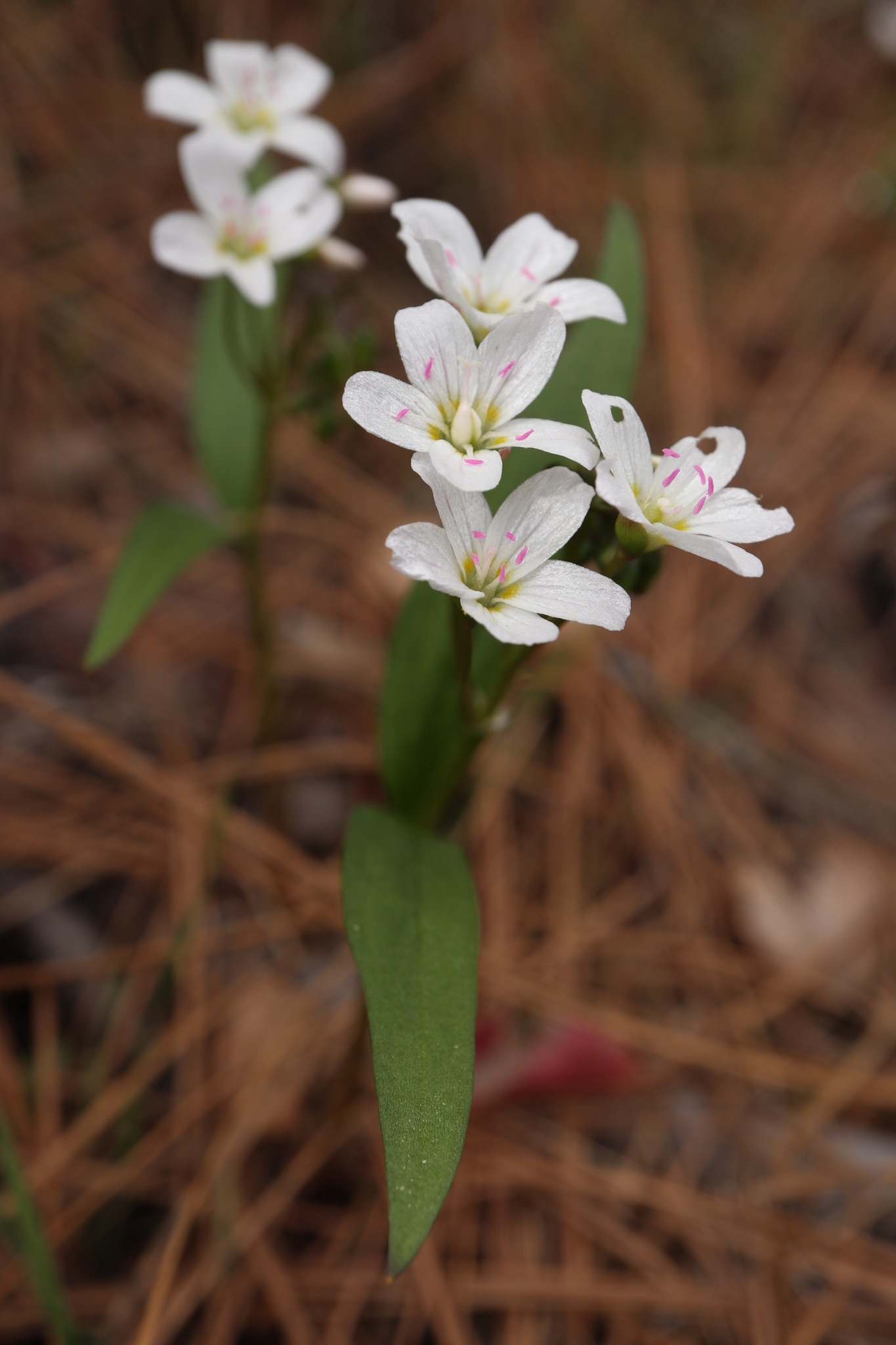 Claytonia lanceolata