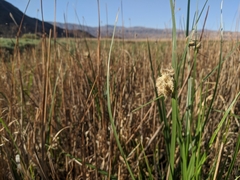 Bolboschoenus robustus