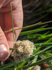 Bolboschoenus robustus