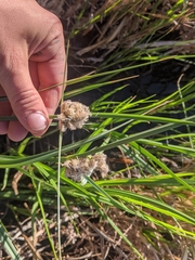 Bolboschoenus robustus