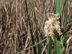 Bolboschoenus robustus