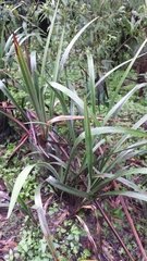 Dianella tasmanica