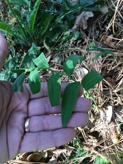 Polygonatum biflorum biflorum