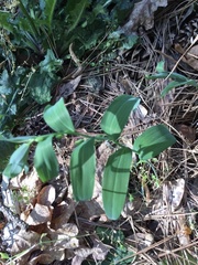 Polygonatum biflorum biflorum