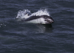 Sagmatias australis